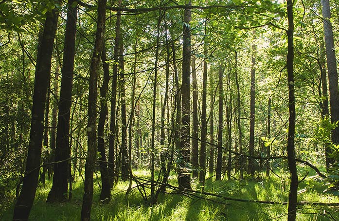 Philosophie de la marque le bois de feu®